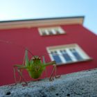 auf der Mauer auf der Lauer