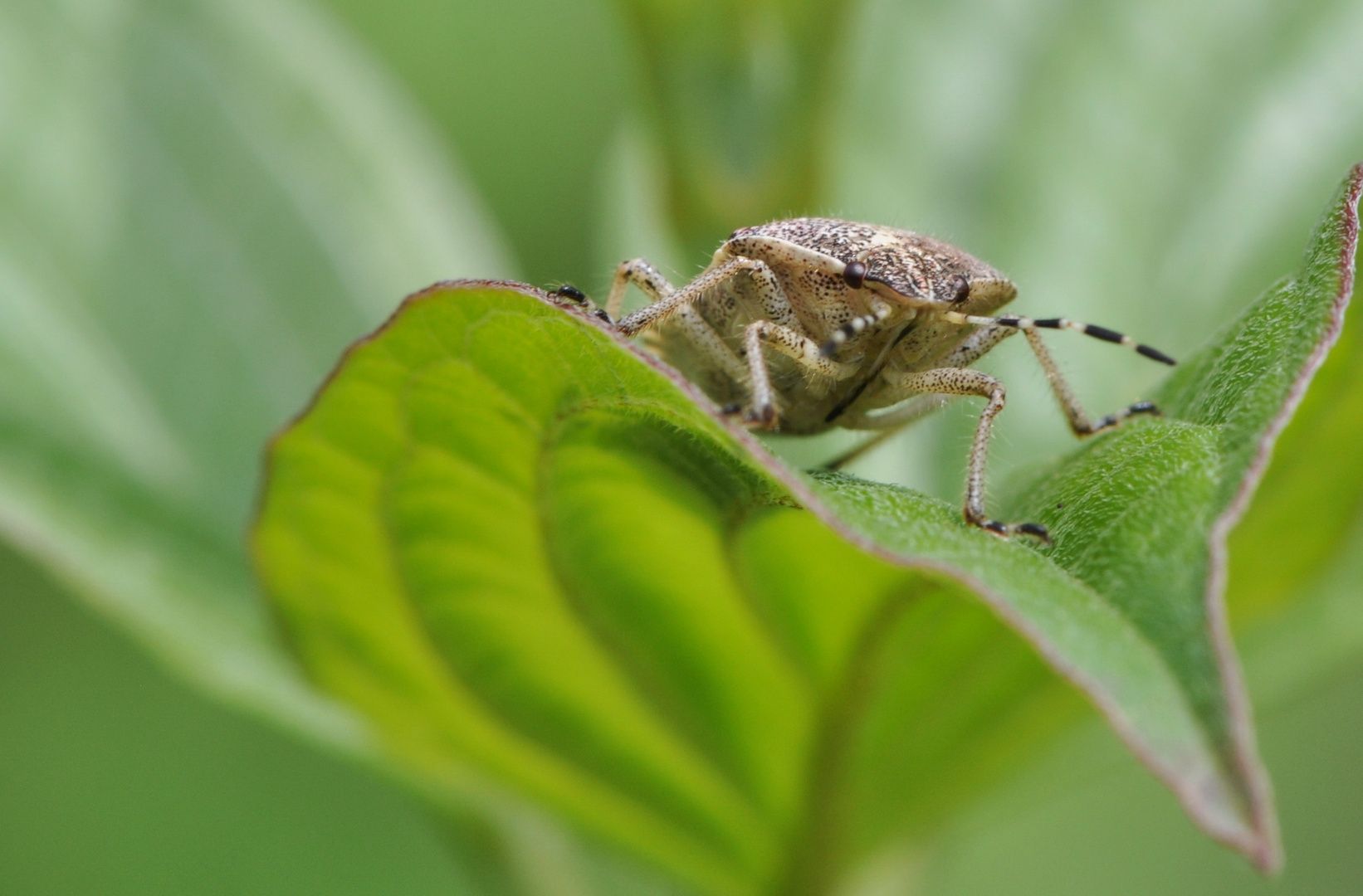 auf der Mauerauf der Lauer.... Foto & Bild tiere, wildlife, insekten Bilder auf