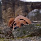 auf der Mauer auf der Lauer...