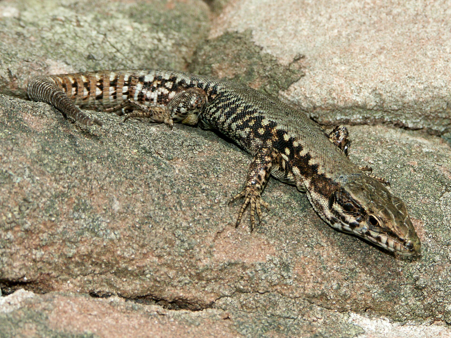 Auf der Mauer, auf der Lauer... Foto & Bild tiere, wildlife, amphibien & reptilien Bilder auf
