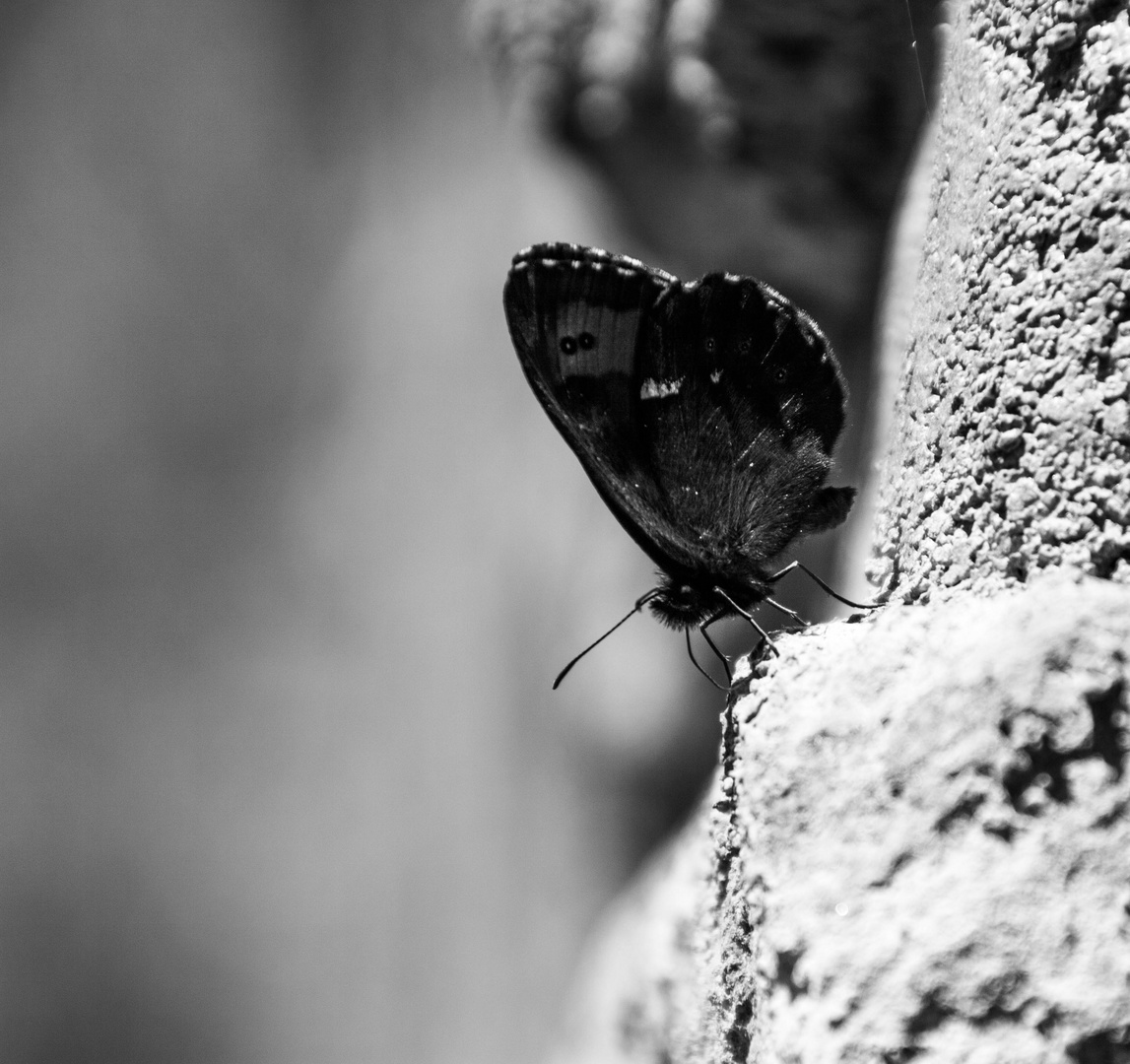 Auf der Mauer, auf der Lauer..