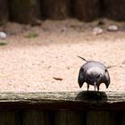 Auf der Mauer, auf der Lauer...