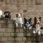 auf der Mauer, auf der Lauer..