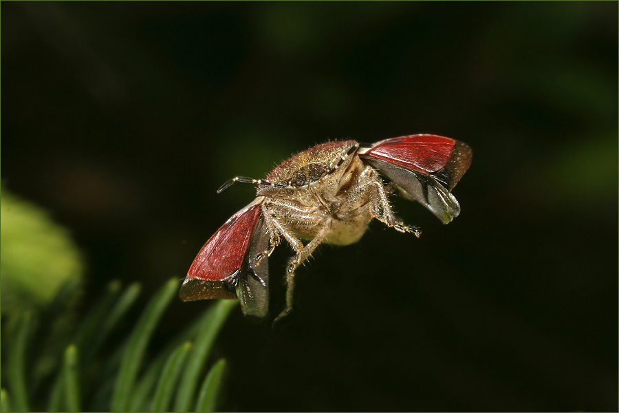 Auf der Mauer auf der Lauer Foto & Bild tiere, wildlife, insekten Bilder auf