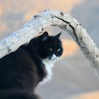 ....auf der Mauer, auf der Lauer...!!!..