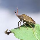 Auf der Mauer auf der Lauer ....