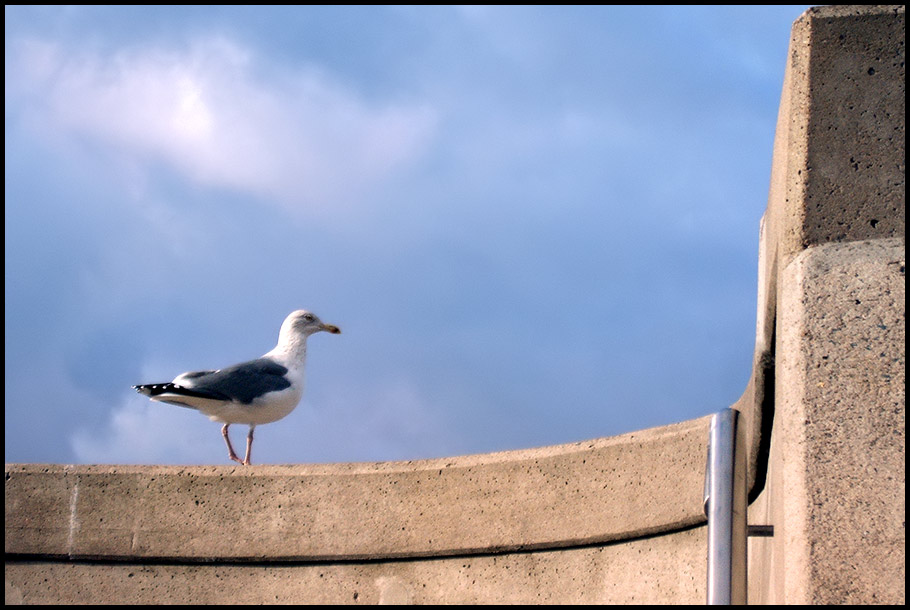 Auf der Mauer auf der Lauer...