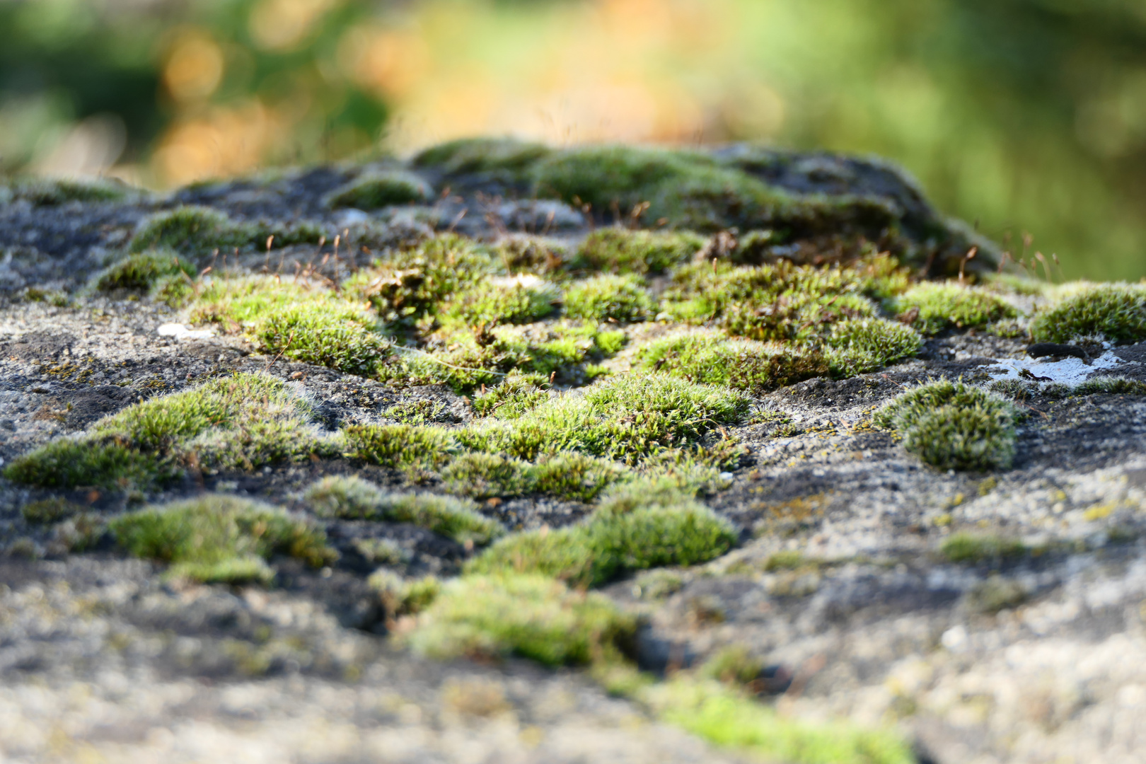 _________Auf der Mauer, auf der Lauer_______