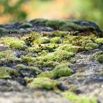 _________Auf der Mauer, auf der Lauer_______