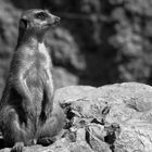 Auf der Mauer auf Der Lauer