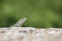 ... Auf der Mauer, auf der Lauer ...