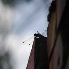 Auf der Mauer auf der Lauer