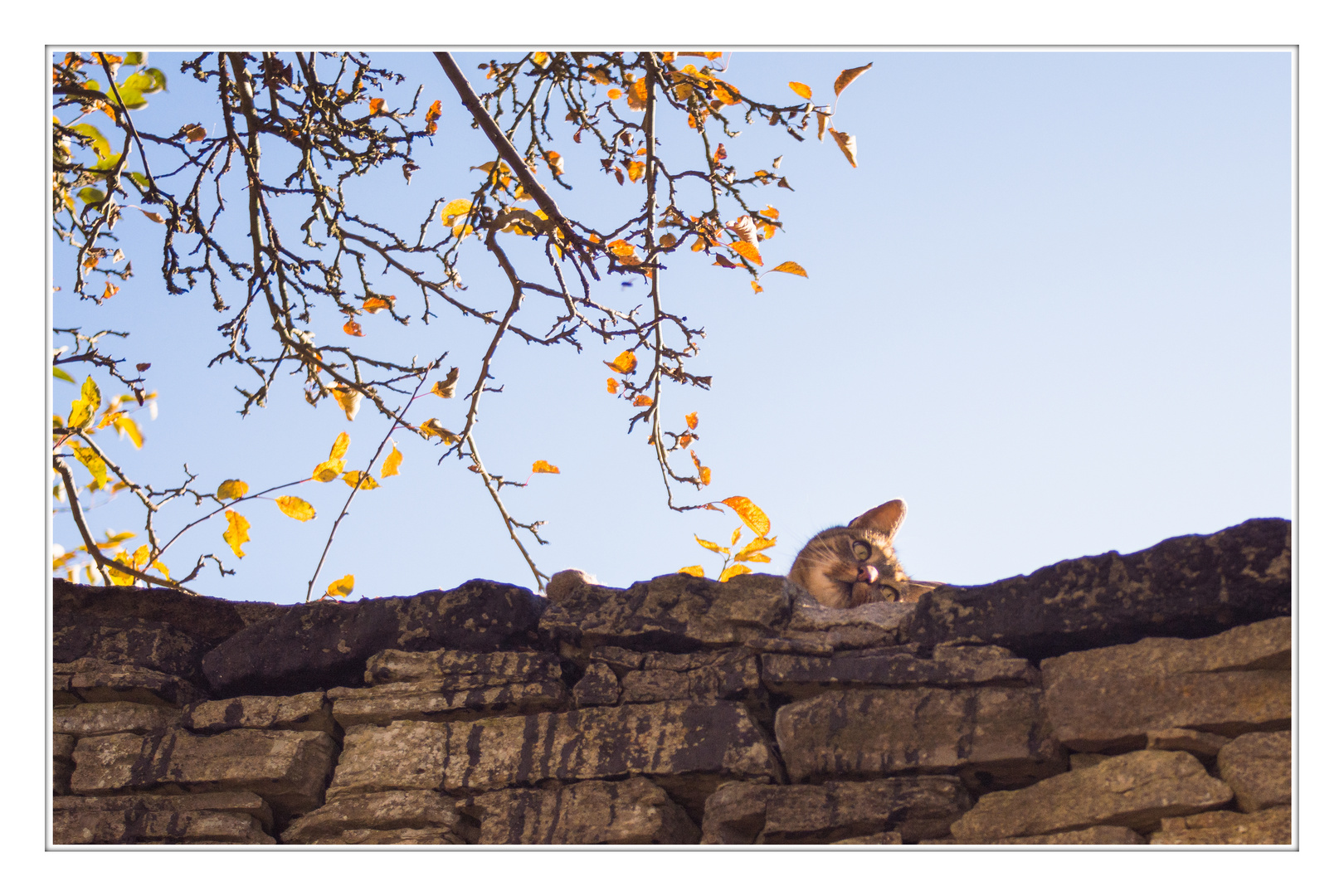 Auf der Mauer, auf der Lauer