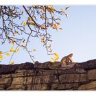 Auf der Mauer, auf der Lauer