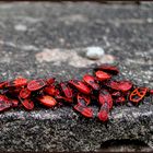 Auf der Mauer, auf der Lauer....