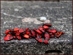 Auf der Mauer, auf der Lauer....