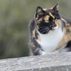 Auf der Mauer, auf der Lauer