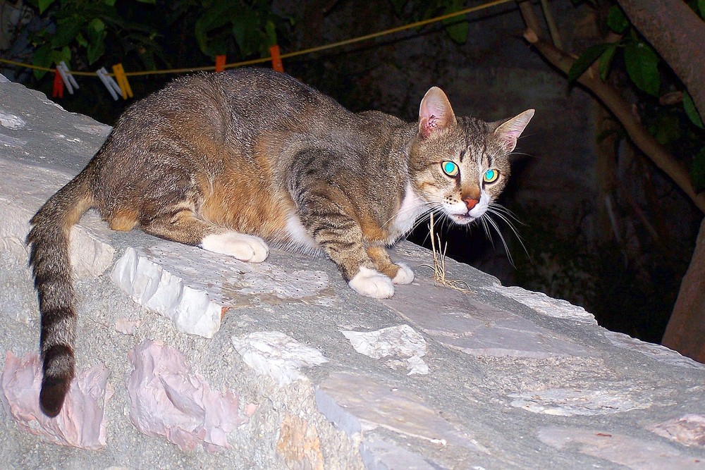 Auf der Mauer, auf der Lauer.....