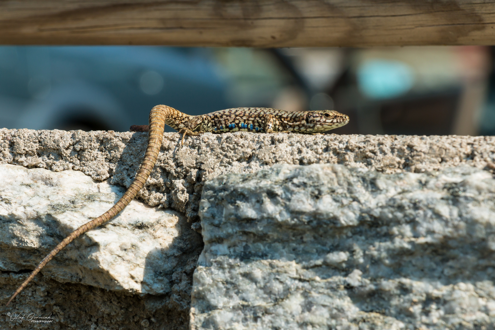 Auf der Mauer auf der Lauer Foto & Bild tiere, wildlife, amphibien & reptilien Bilder auf