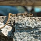 Auf der Mauer auf der Lauer