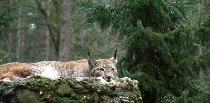 Auf der Mauer auf der Lauer