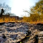 Auf der Mauer, auf der Lauer...