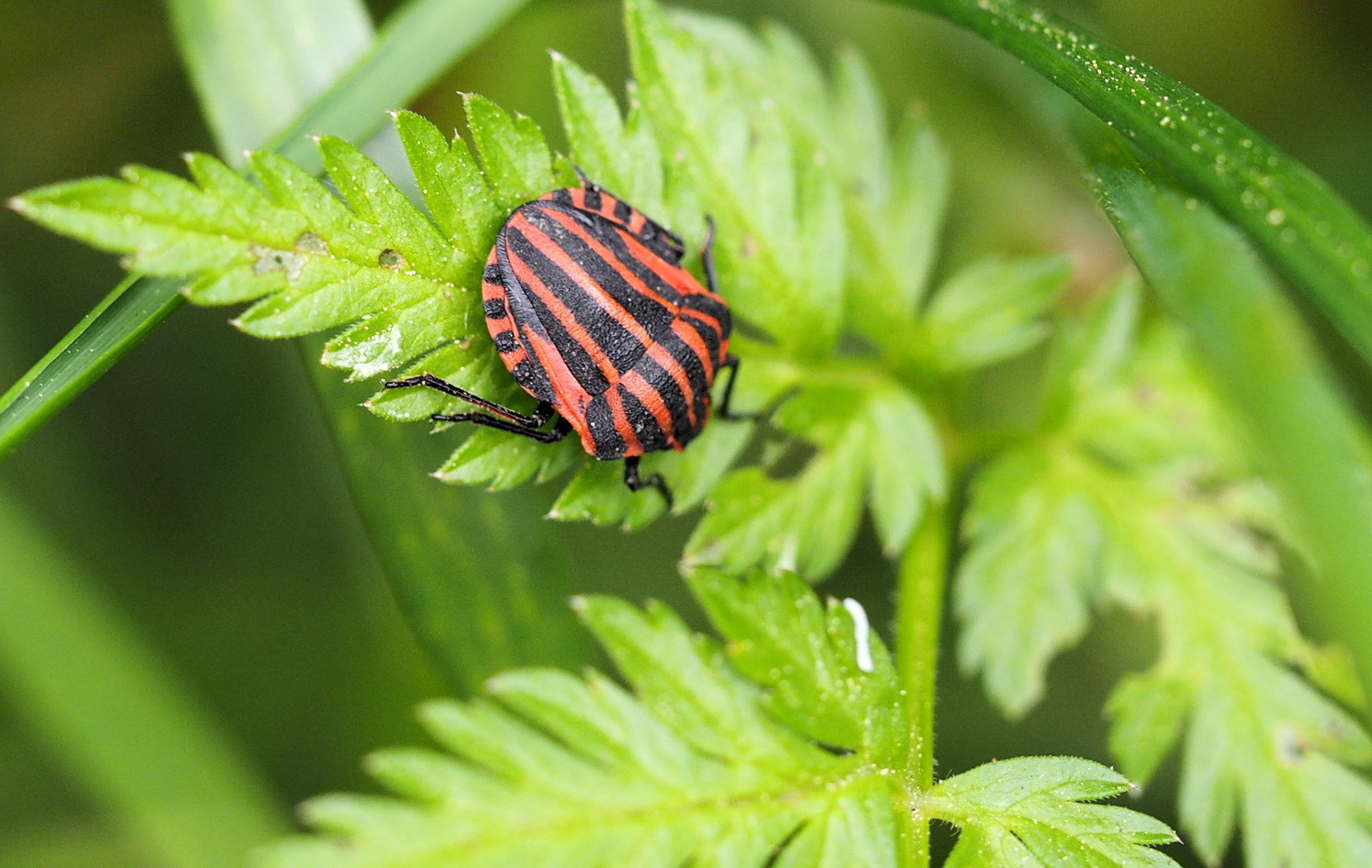 Auf der Mauer auf der Lauer... Foto & Bild natur, wildlife, wanzen Bilder auf