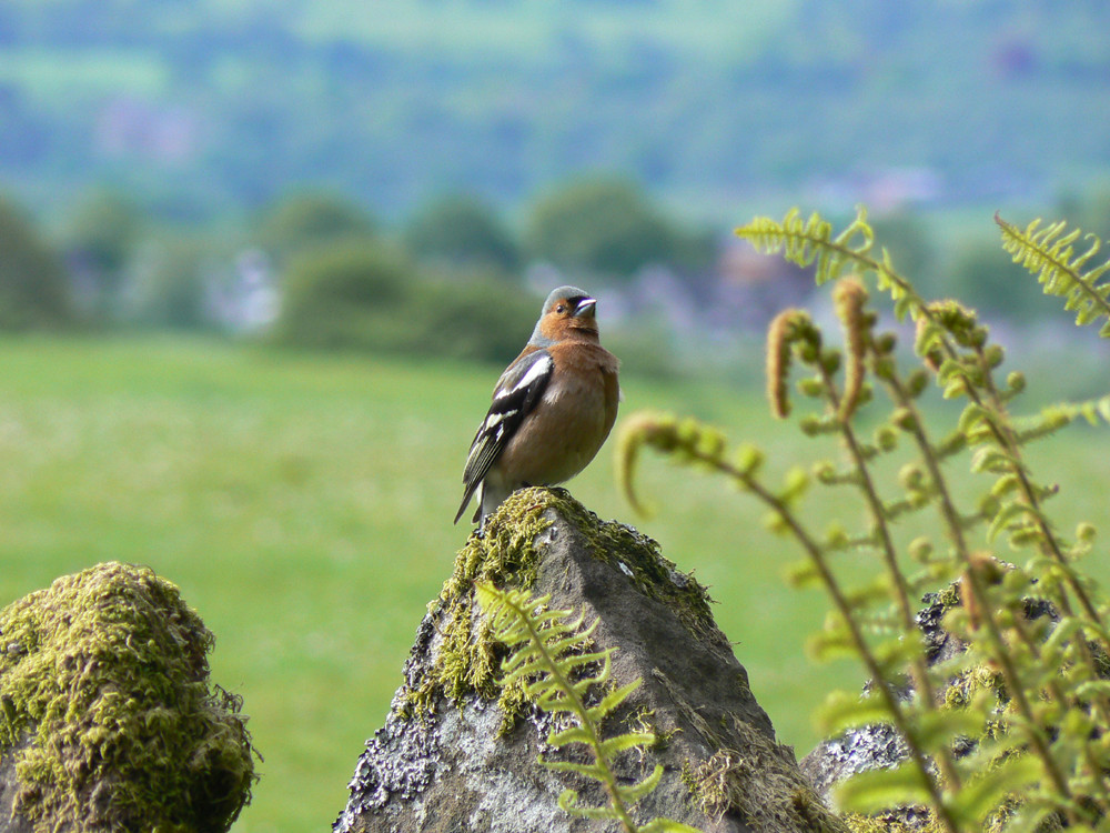 Auf der Mauer auf der Lauer Foto & Bild tiere, wildlife, wild lebende vögel Bilder auf