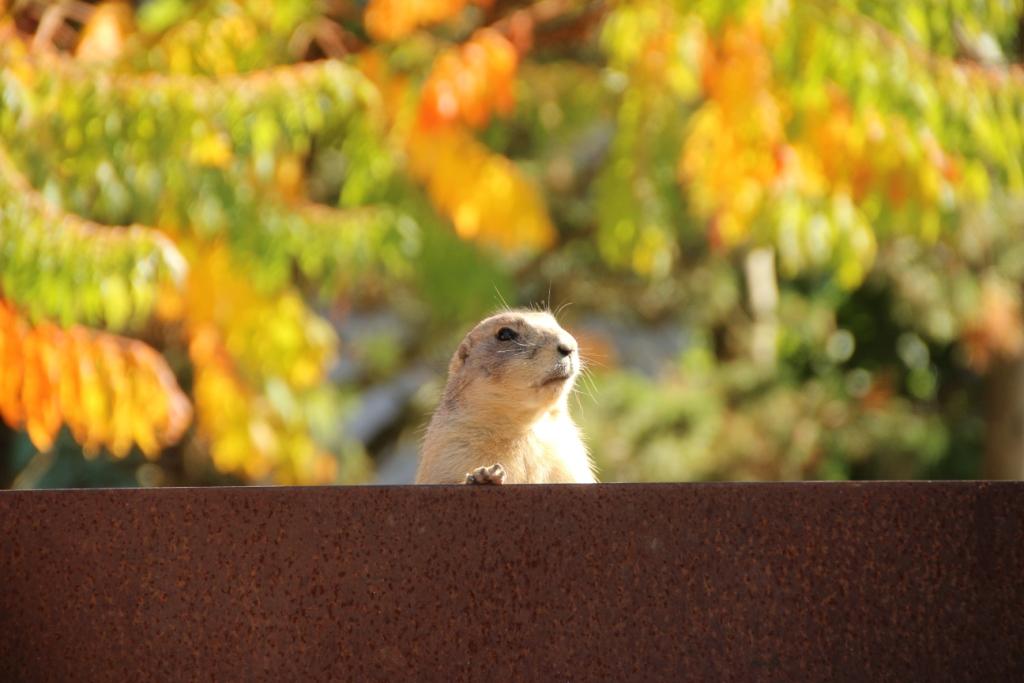 Auf der Mauer auf der Lauer...