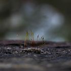 Auf der Mauer auf der Lauer