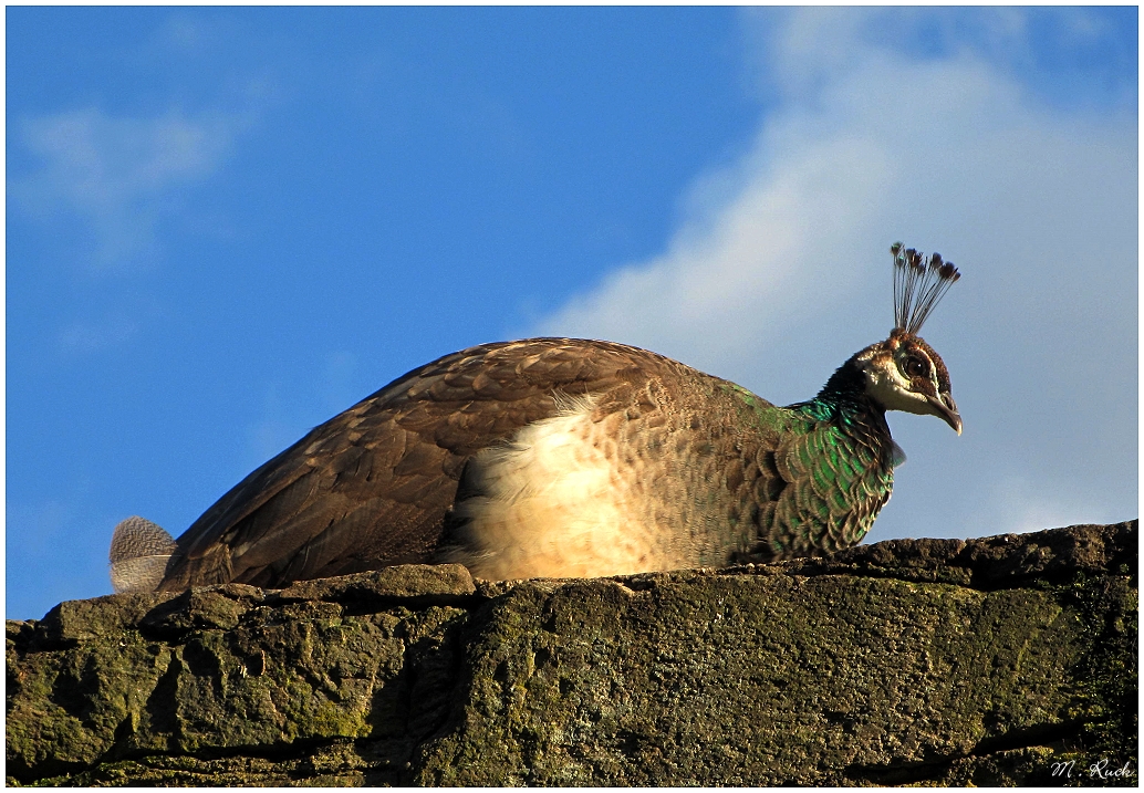 Auf der Mauer auf der Lauer ,