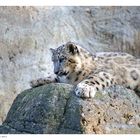 Auf der Mauer ...auf der Lauer....