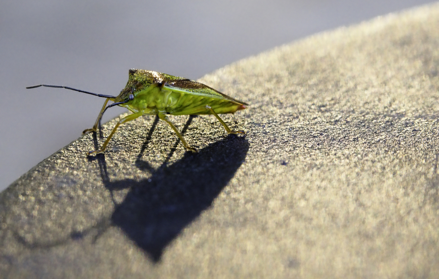 Auf der Mauer, auf der Lauer,