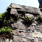 auf der mauer - auf der lauer...