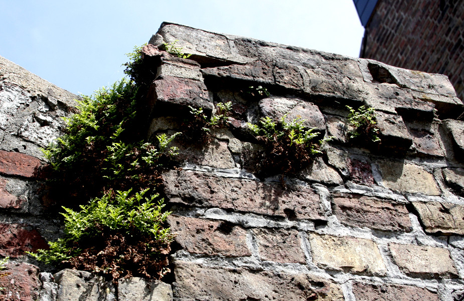 auf der mauer - auf der lauer...