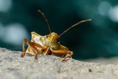 Auf der Mauer, auf der Lauer
