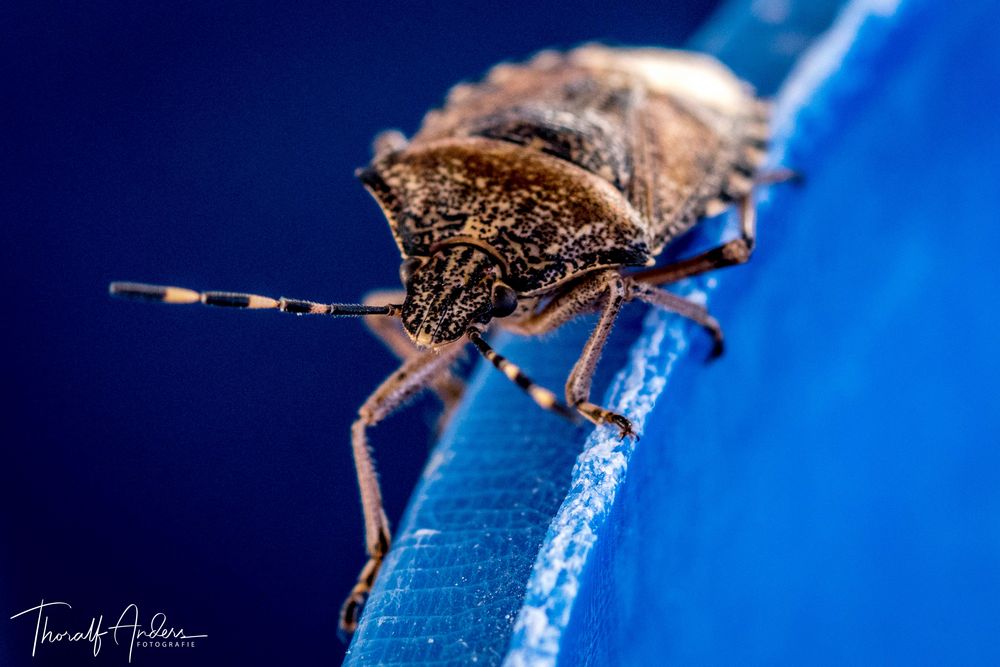 Auf der Mauer, auf der Lauer Foto & Bild natur, insekten, tiere Bilder auf