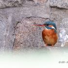 Auf der Mauer, auf der Lauer