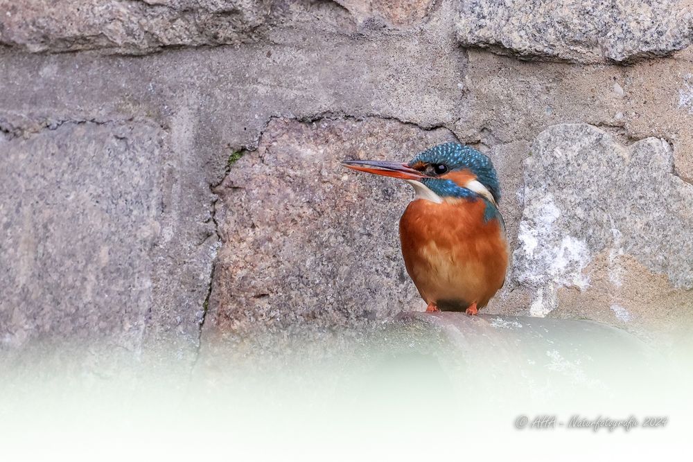 Auf der Mauer, auf der Lauer