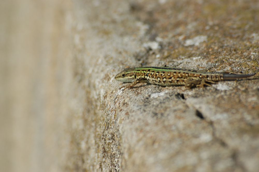 Auf der Mauer auf der Lauer