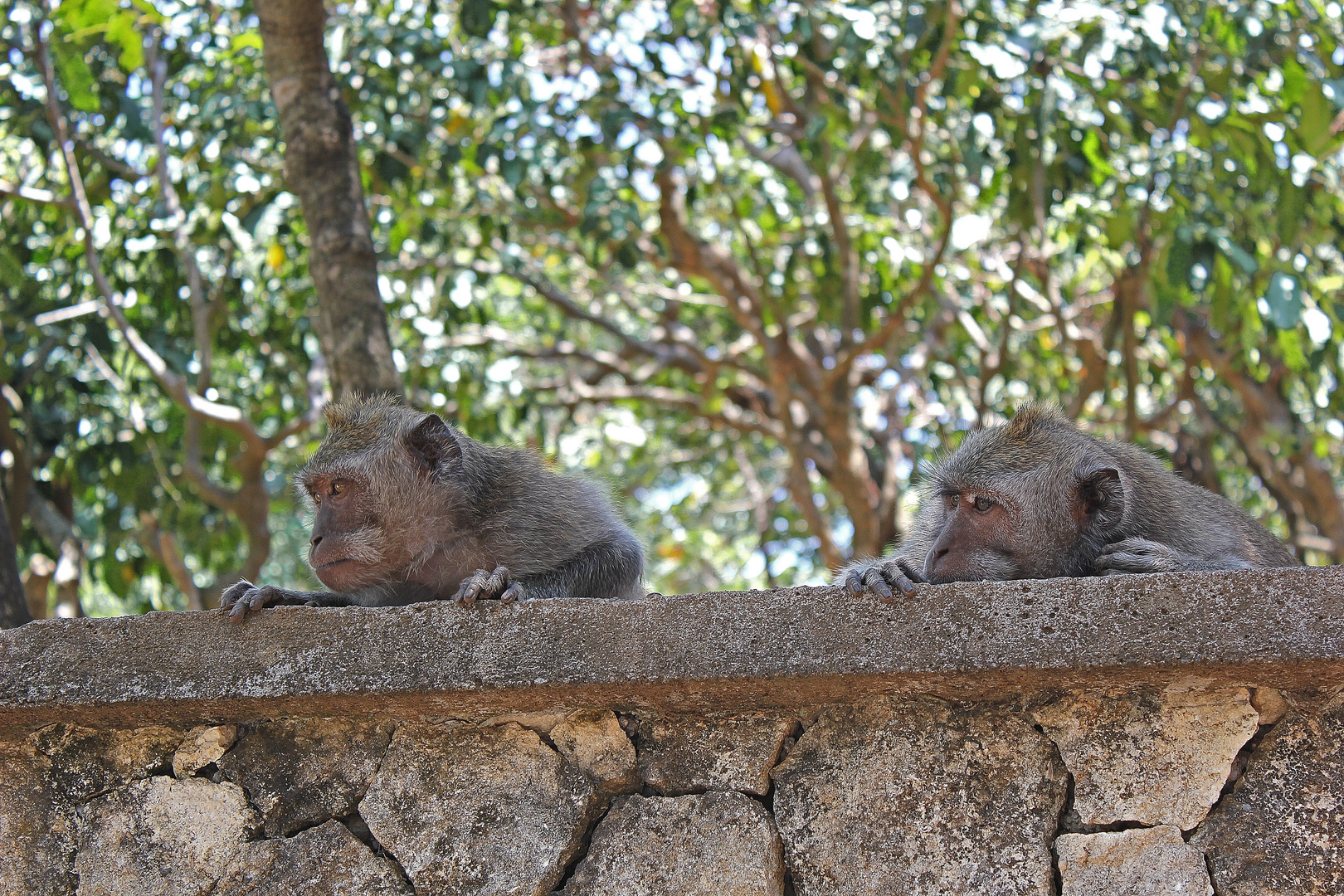 Auf der Mauer, auf der Lauer