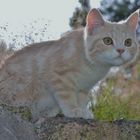 auf der Mauer , auf der Lauer...