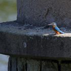 Auf der Mauer, auf der Lauer ...