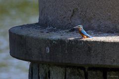 Auf der Mauer, auf der Lauer ...