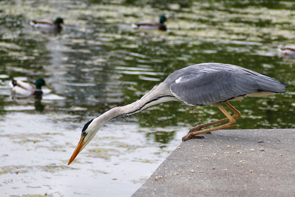 auf der Mauer, auf der Lauer......... Foto & Bild tiere, wildlife, wild lebende vögel Bilder