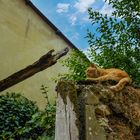 Auf der Mauer, auf der Lauer