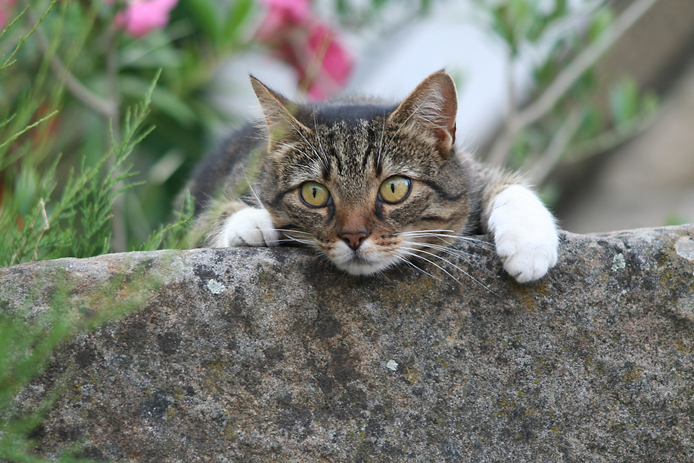 Auf der Mauer auf der Lauer.....