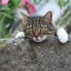 Auf der Mauer auf der Lauer.....