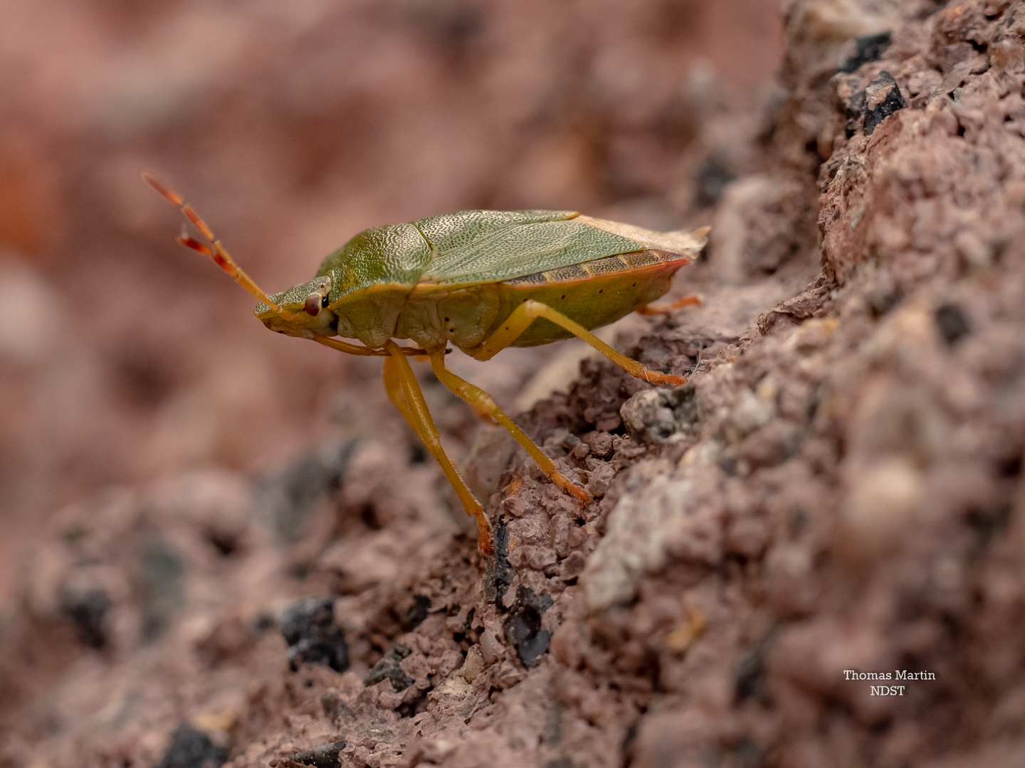 Auf der Mauer auf der Lauer..... Foto & Bild | tiere, wildlife