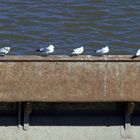 Auf der Mauer, auf der Lauer...